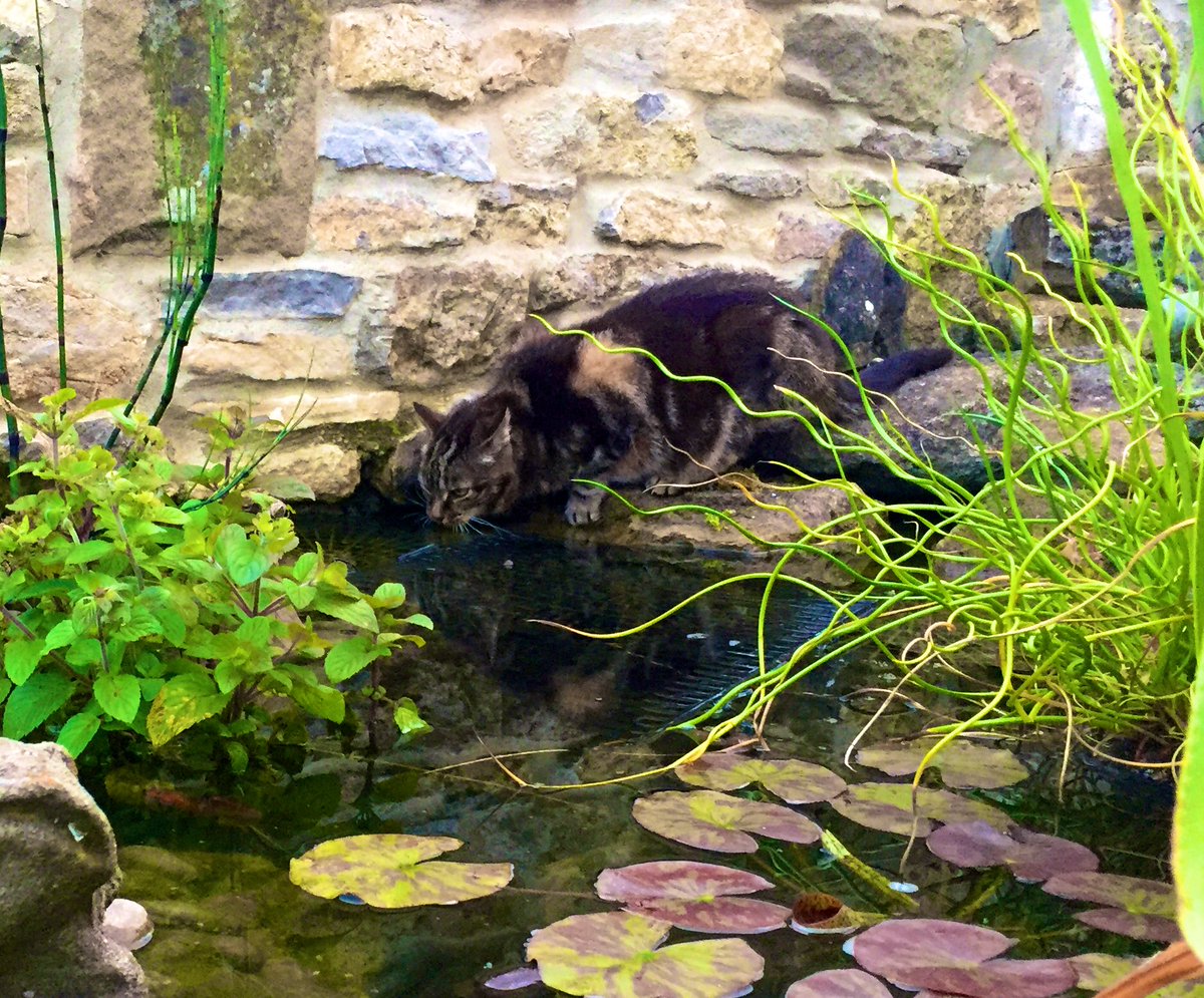 Archie_Puss's tweet photo. My countryside cousin (she’s just scared to get her paws wet, I meant to splash a bit when I tried)#countysidekitty #mysummerholidays https://t.co/qQl0depOlE