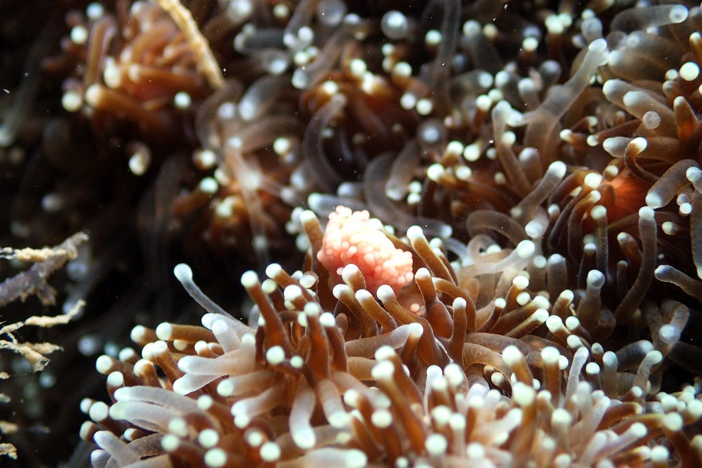 UQ_News's tweet photo. Strange coral spawning improving Great Barrier Reef’s resilience.
@UQScience, @petemumby, @karlohock, @CSIROnews @ChrisDorop

https://t.co/RDR7fIQ43Z https://t.co/pcVwqkdUlV