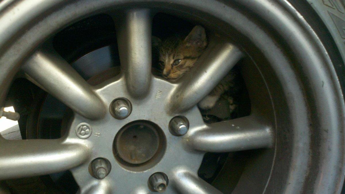 Get in, because the Watanabe thread is BACK, baby. And hopefully no repeats. But even if there is a repeat, they'll be good. (don't worry, the kitten was okay  https://www.facebook.com/photo.php?fbid=10151261509764617&set=a.501003379616&type=3&theater )