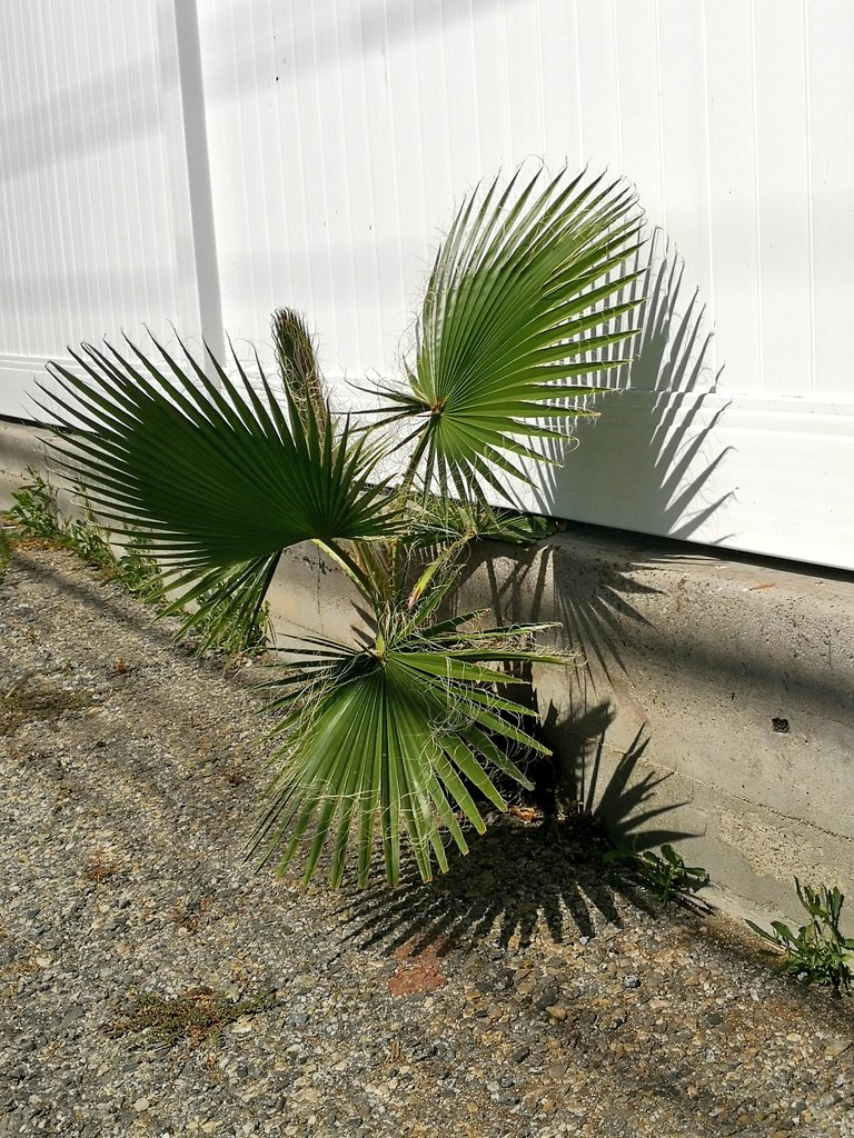 ryanfoland's tweet image. Thx for asking. Ta Da is doing great. I&apos;m so excited for her. But now getting nervous, as I have a feeling she will be chopped again. 😭

But when she does, she will grow back!

#bethetree