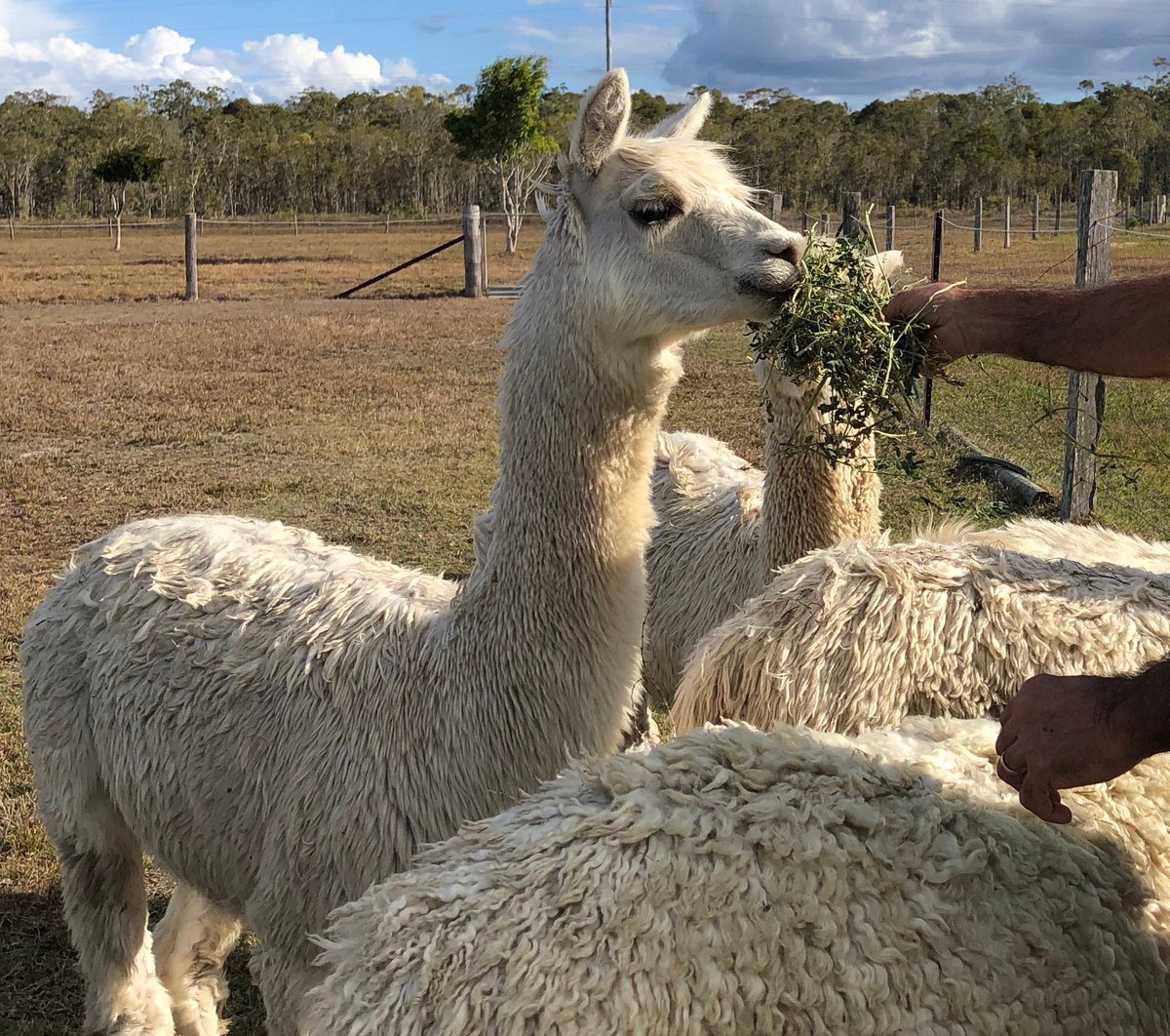 AlpacaGrouchy's tweet photo. At last snacks π₯ #chompychomp π¦#snax ππ€better late than never hooman π https://t.co/ciN7BnotNF