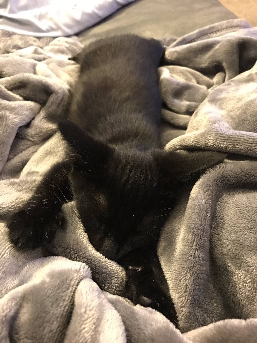 lilbabymammaaa's tweet image. Hi my name is Bean🥰 #newestaddition