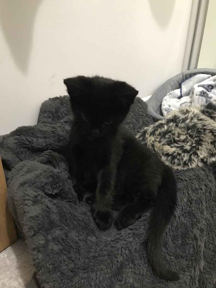 lilbabymammaaa's tweet image. Hi my name is Bean🥰 #newestaddition