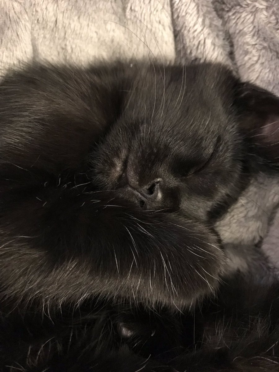 lilbabymammaaa's tweet image. Hi my name is Bean🥰 #newestaddition