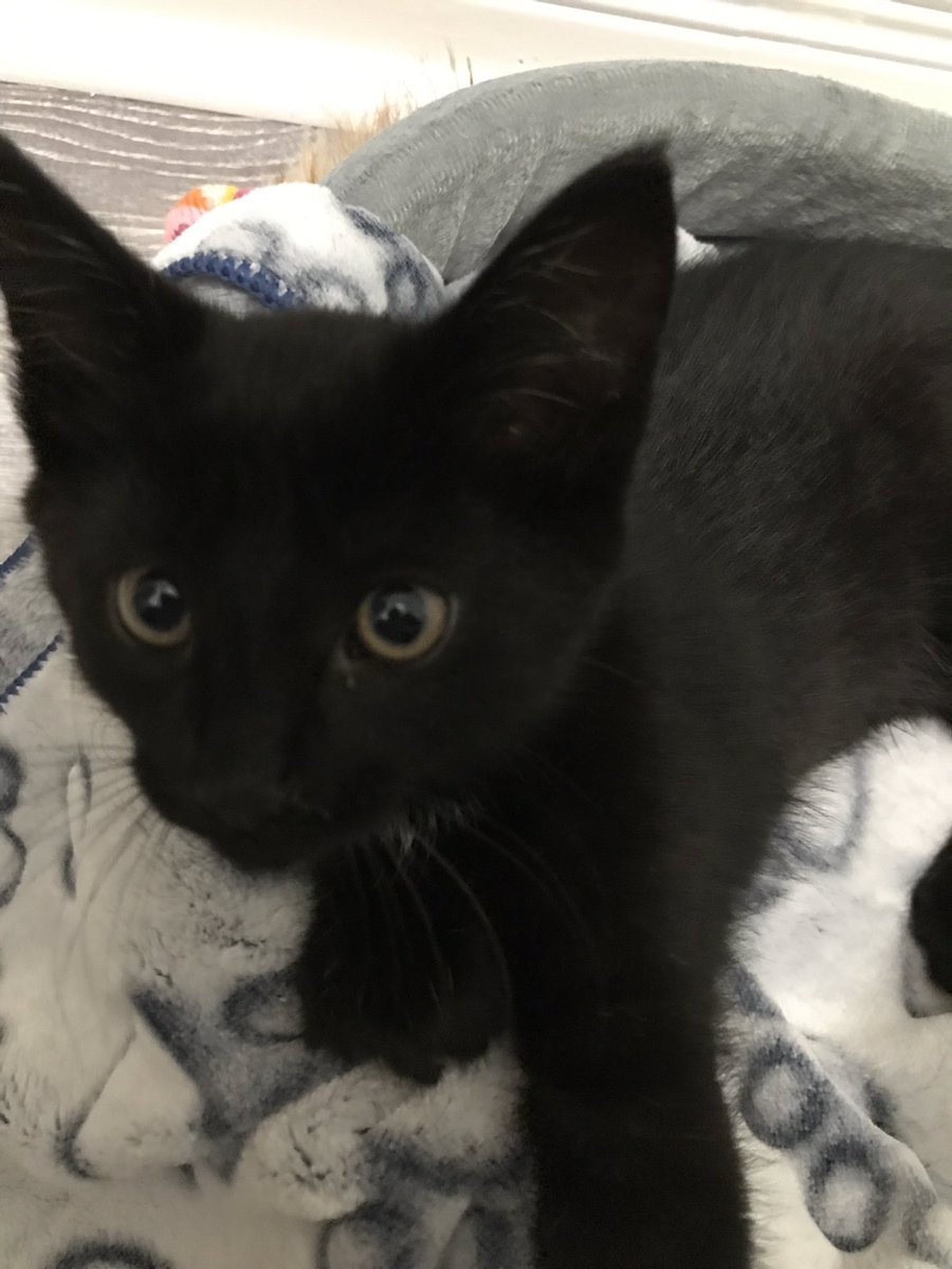 lilbabymammaaa's tweet image. Hi my name is Bean🥰 #newestaddition