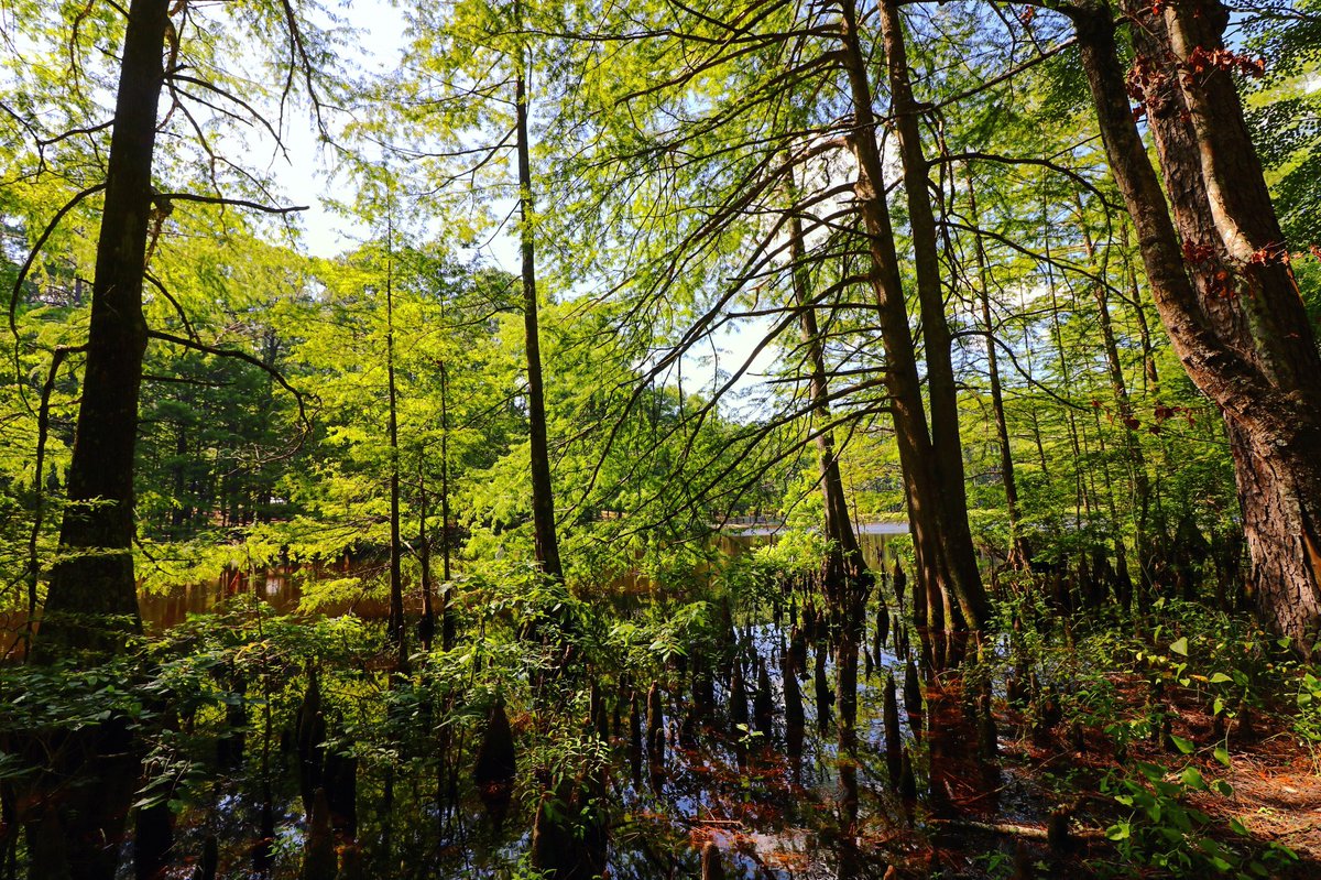sirrico589's tweet photo. Just some swamp
.
.
.
.
#FF #photo #Art #Graphicdesign #Space #finè #ArtOfDaDay #Insta #oldie #lineslineslines  #future #mind #swamp #lovewatts #inspirtation #louisiana #wildlife #wildernessculture #bayou #camera #sunset #photography https://t.co/BYckpG4GwV