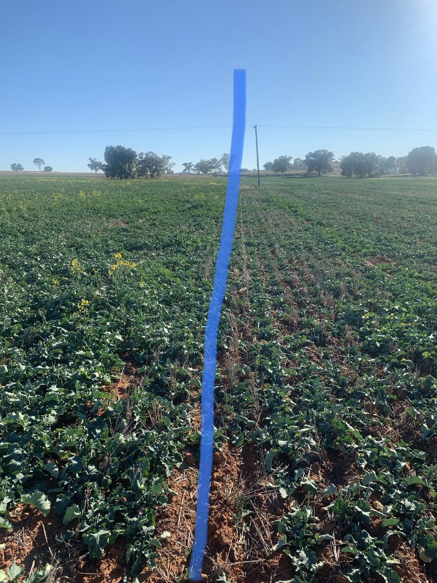 Ouch!! Get the basics right. 10 days difference in a summer spray showing up in CWNSW. All desperately looking for 🌧🌧 but on the right just about had enough 🥵🥵 <a href="/bakeragad/">Chris Baker</a> we shouldn’t have left those few runs till after Xmas 😩
