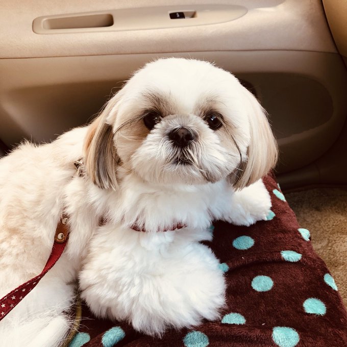 トリマーさんは好きのtwitterイラスト検索結果