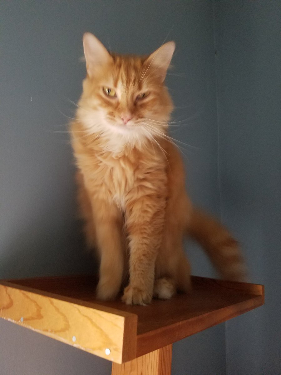 PMurdercat's tweet photo. I am a Majestic warrior and this is my post. I will guard it until I get bored then take a nap. It's what I do #dailyprayers https://t.co/QHCqXPb7uH