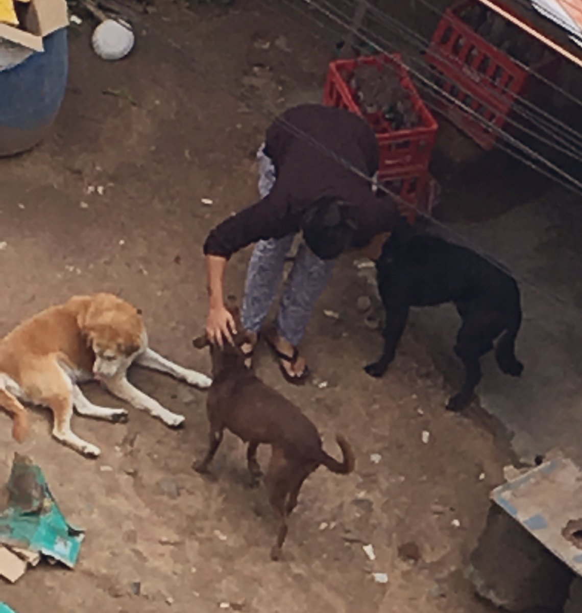SDsridivya's tweet photo. Love this woman who feeds the poor street dogs🐕 everyday without fail ! 
Feels so good to see these beautiful souls #animallovers 😌🙏🏻 #KindnessMatters #morningmotivation https://t.co/OcHNgdcp8R