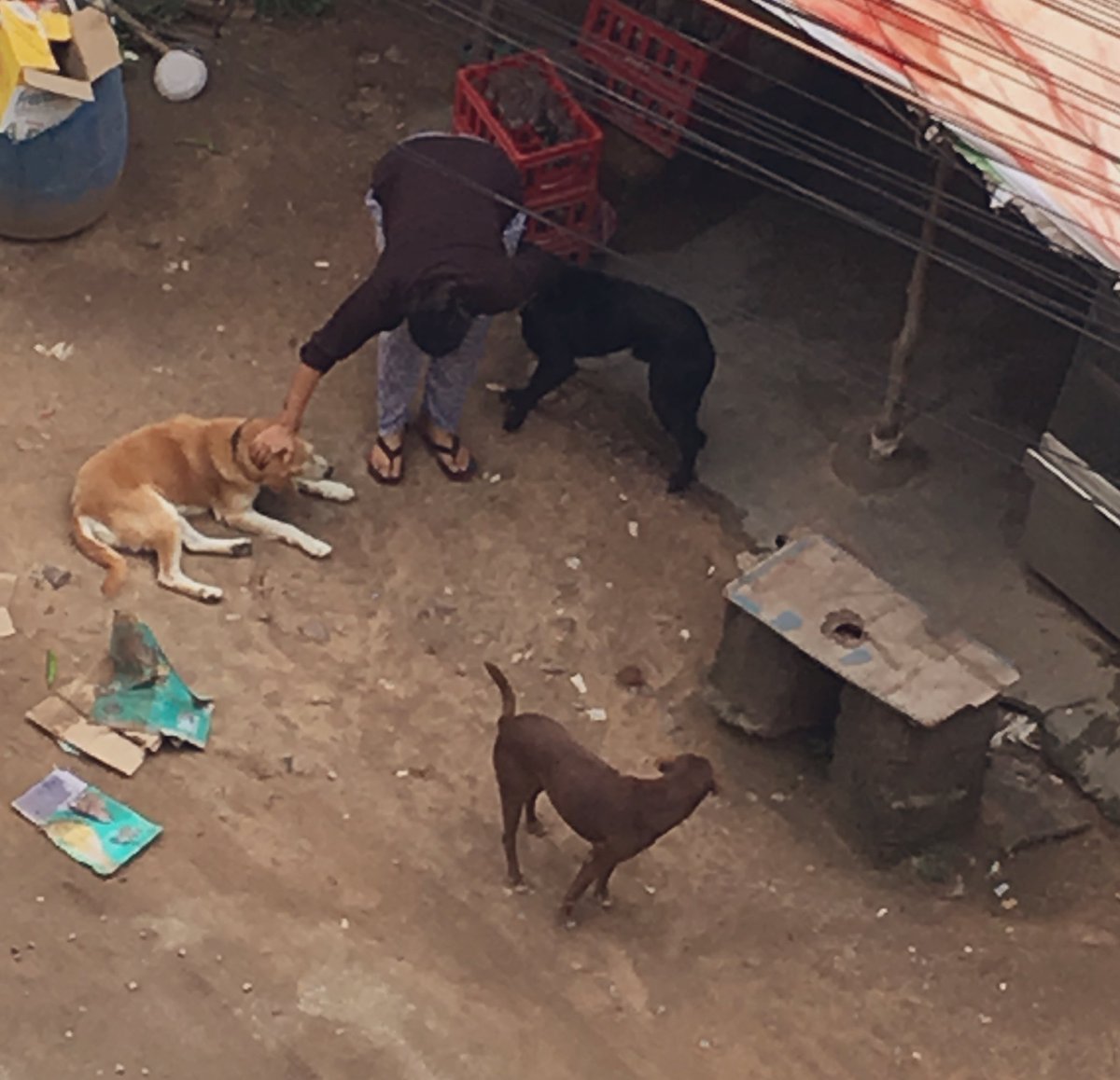 SDsridivya's tweet photo. Love this woman who feeds the poor street dogs🐕 everyday without fail ! 
Feels so good to see these beautiful souls #animallovers 😌🙏🏻 #KindnessMatters #morningmotivation https://t.co/OcHNgdcp8R