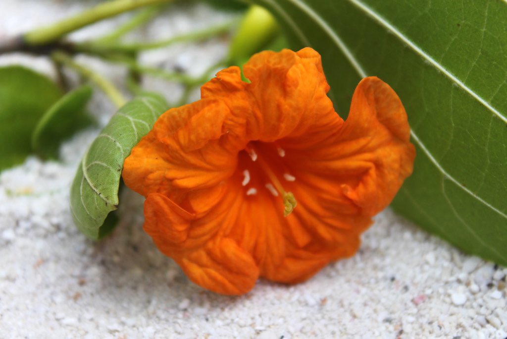 “Kaani maa” - I spent hours on the beach plucking these flowers from lower branches & trying to taste as many droplets of sweet nectar from them.Already fallen ones can be used to make a funny whistling noise similar to a mini-vuvuzela!  #ReethiRaajje  #HAUtheemu  #Maldives