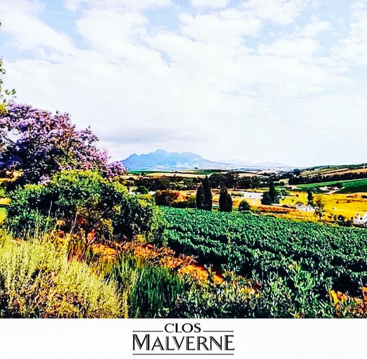 Our beautiful Devon Valley Wine Estate is renowned for its picturesque location, classic flagship blends, traditional handcrafted wines &amp; unique food and wine pairing experiences.