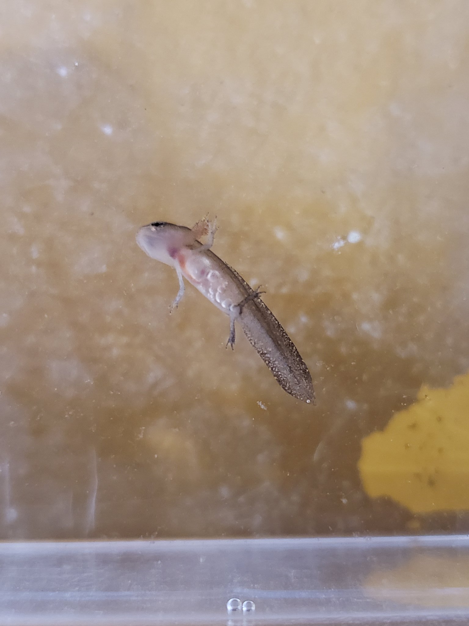ゆーり アカハライモリの赤ちゃんのお腹に 空気がたまってプカプカ浮いとるんやけど これはどうしたらいいんやろうか T Co Hxph0lwgdb Twitter