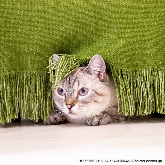 猫カフェ日記 猫カフェ キャッティーズ あにぽけ 動物カフェ放浪中