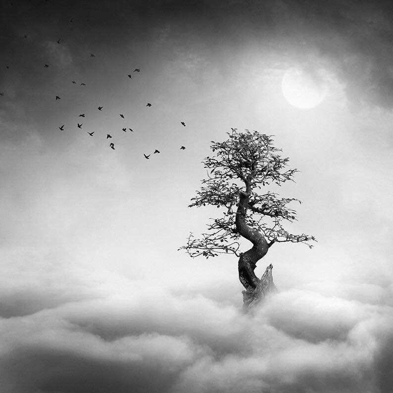 Дерево молчания. Neil Burnell фотограф. Кружевные деревья сюрреализм. Сюрреализм небо сосны. Чистая природа.