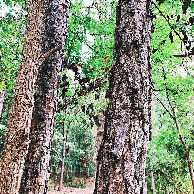 wenkangzh's tweet image. “Almost” random place in Texas. #randomthoughts #randomplaces #woods #tree #wood #green #nature #tylertexas ift.tt/2T8Zvom