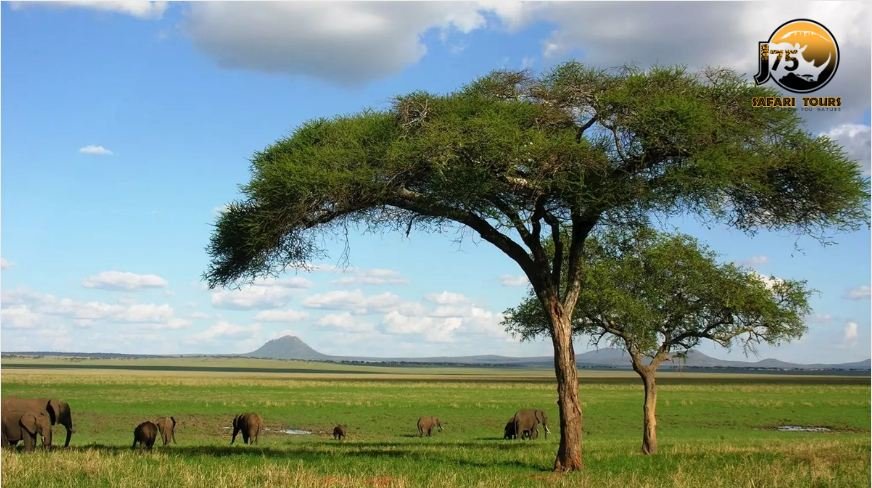 #Tarangire is one of the more seasonal parks in northern Tanzania, with a lot of migratory movement within the greater #TarangireEcosystem.
From June to October which is also known as the dry season is considered to be the ideal time for wildlife sighting.