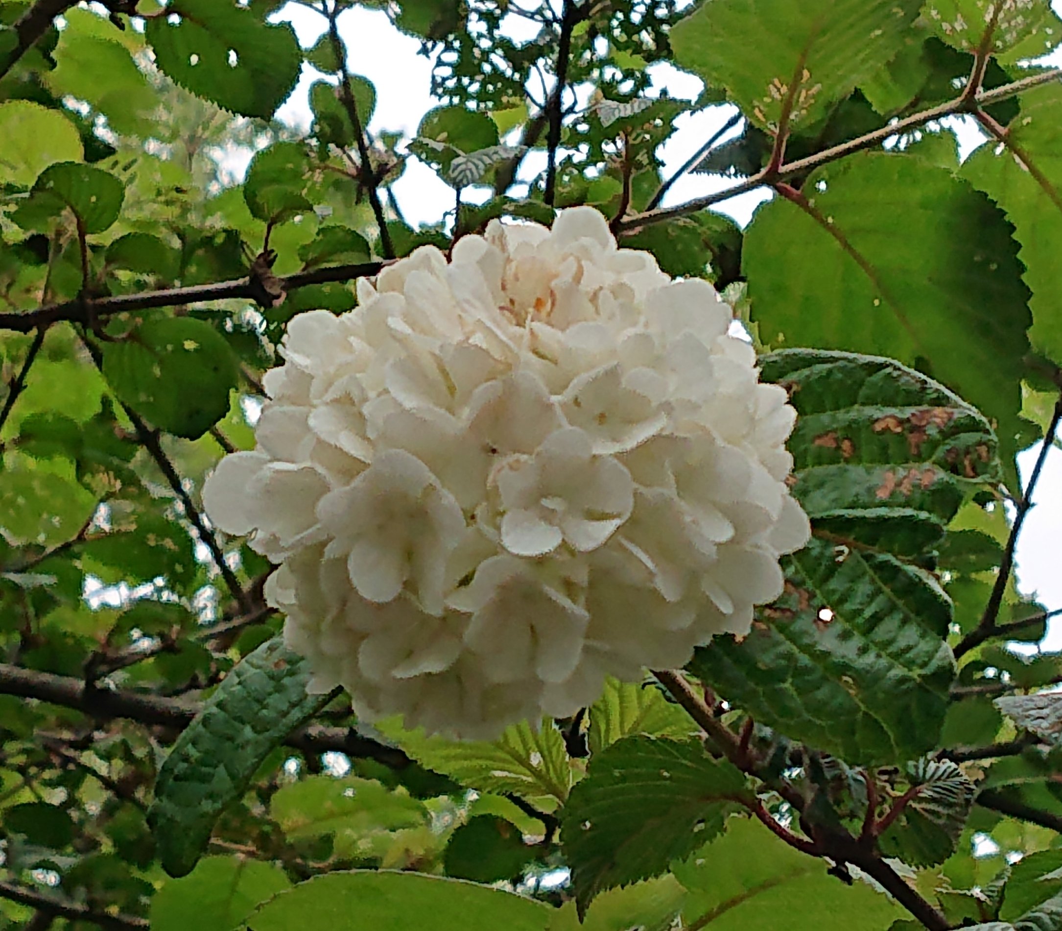 手鞠花 Twitter Search Twitter