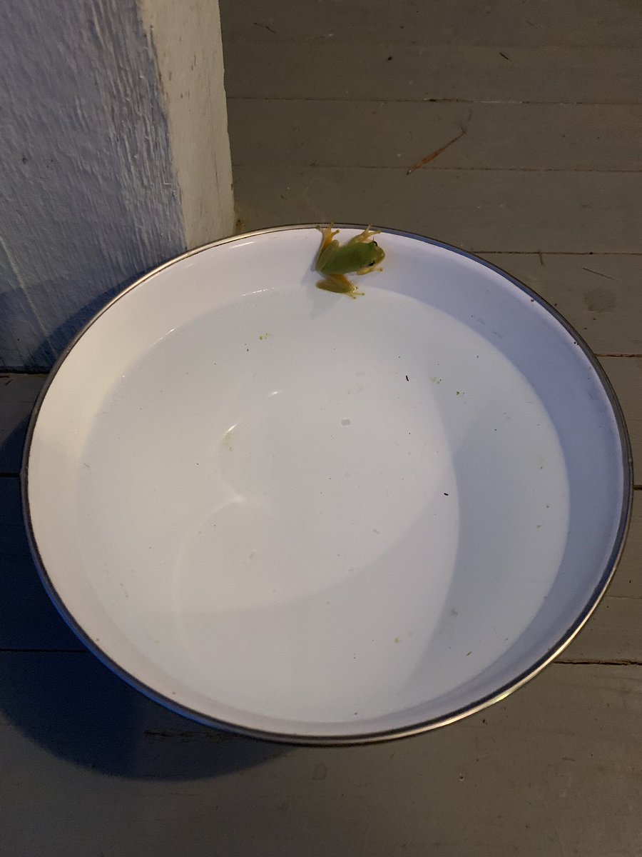 iwetmyplantsnet's tweet photo. The dogs water bowl doubles as a frogs pool. Mississippi is hot, so I donโt blame him at all. #frog #frogpool #mississippi #lovenature https://t.co/JzPJwLvXFi