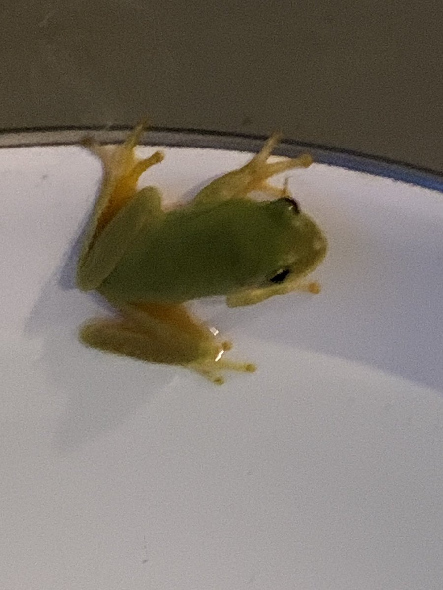 iwetmyplantsnet's tweet photo. The dogs water bowl doubles as a frogs pool. Mississippi is hot, so I donโt blame him at all. #frog #frogpool #mississippi #lovenature https://t.co/JzPJwLvXFi