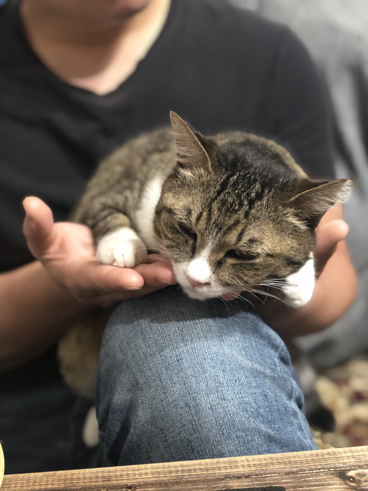 あずまりこ パパはベッド シリーズ キジ白 白靴下 鼻くそ猫 鼻炎猫 T Co Cznpdqb9di Twitter