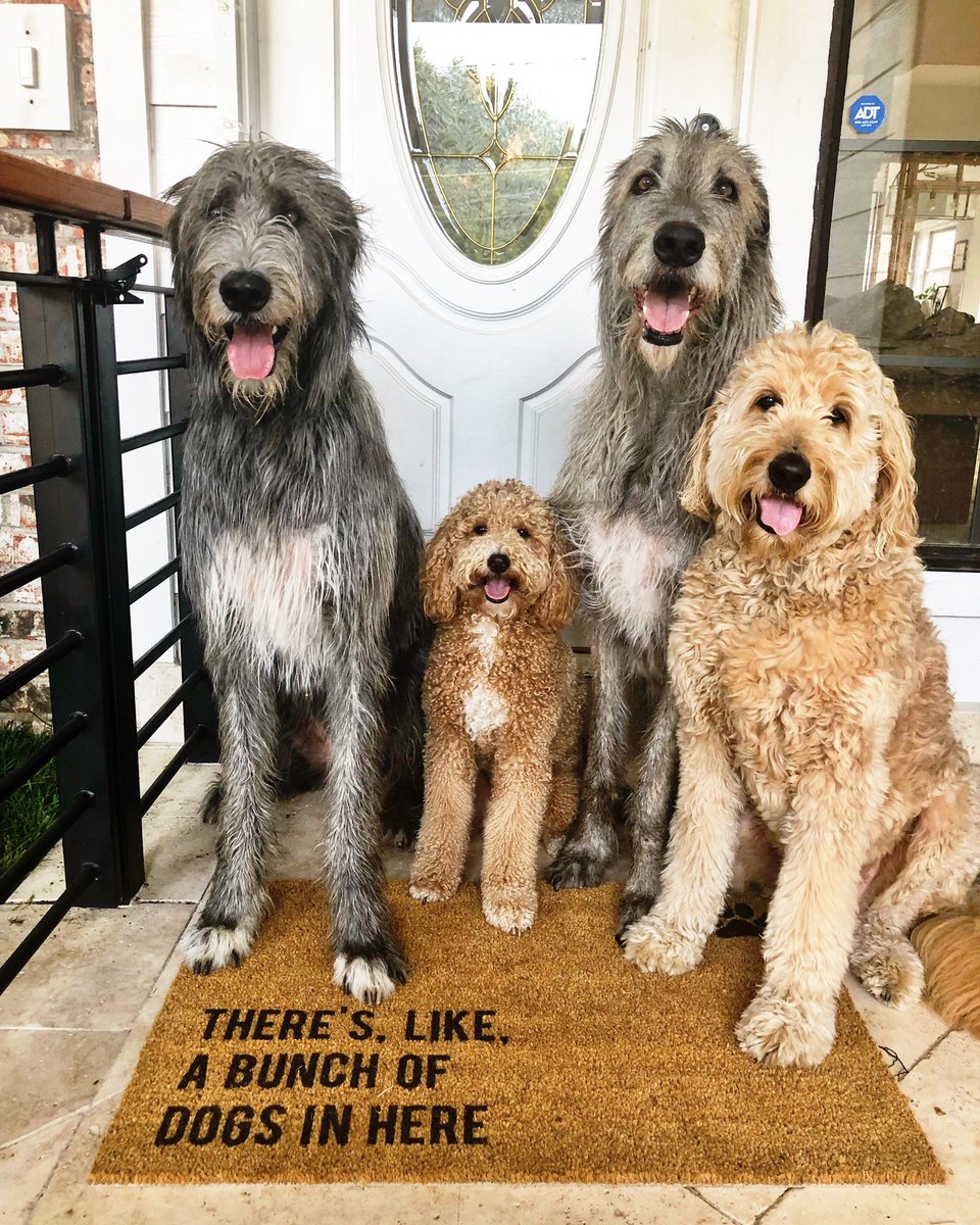 NelsonTheDoodle's tweet photo. Seriously, the best door mat 👏❤️ #NelsonAndCo #Doormatory @Etsy https://t.co/9bdNc3Byjd