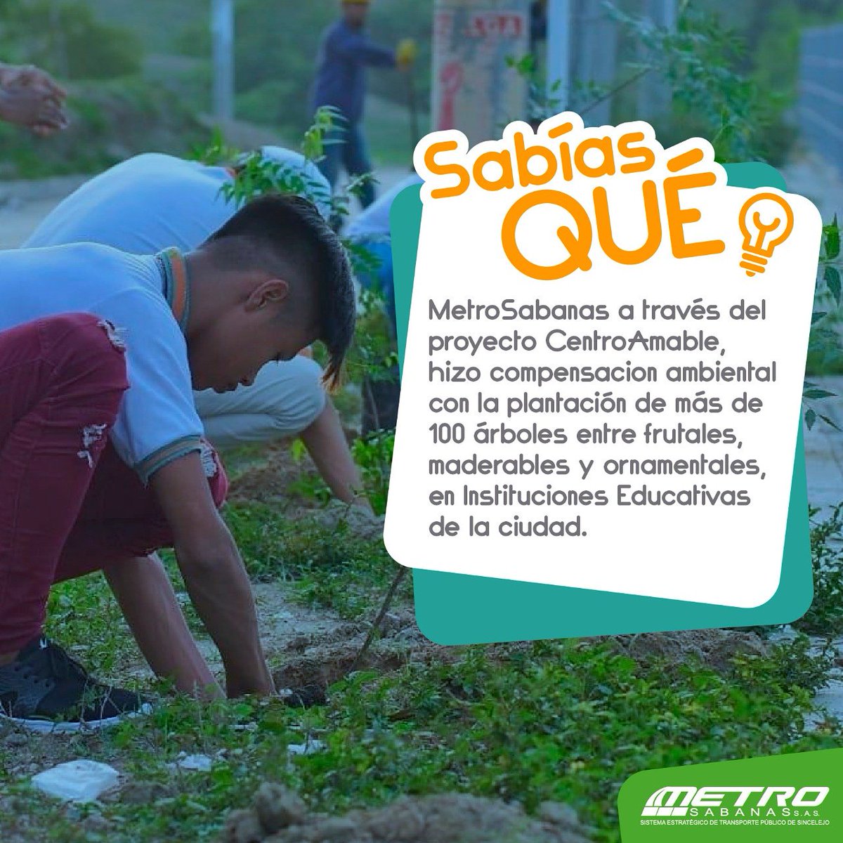 MetroSabanas's tweet photo. ¿Sabías que? Por la ejecución de #CentroAmable hicimos compensación ambiental sembrando más de 100 árboles ornamentales, maderables y frutales. En nuestros proyectos, el compromiso con el #MedioAmbiente es constante. #MetroSabanas #SETPsincelejo #NosMueveElMedioAmbiente https://t.co/Z6FJaAOvnk