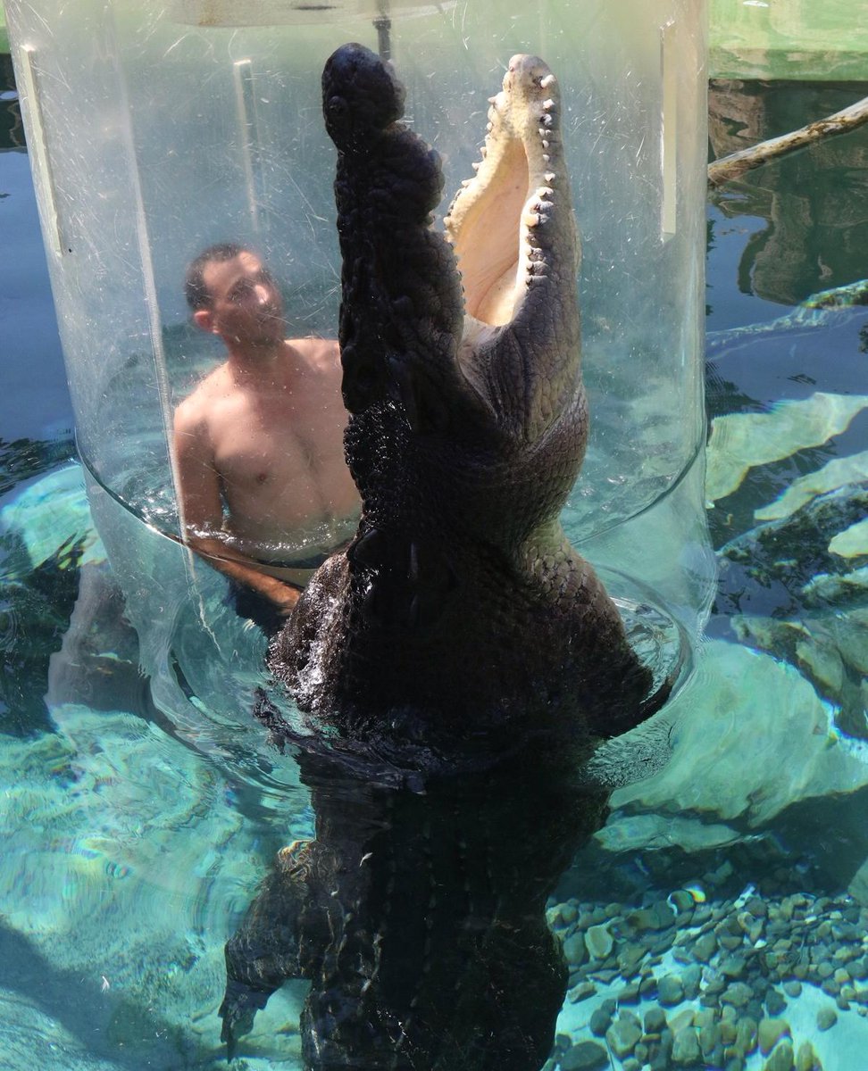 Leo loves to LEAP! Check out this awesome #CageofDeath snap! 🐊

#crocosauruscove #croccove #croccovedarwin #cageofdeath #cagediving #ntaustralia #seeaustralia #darwin #darwinnt #australia #tourismtopend #mytopend #visitdarwinnt #dothent