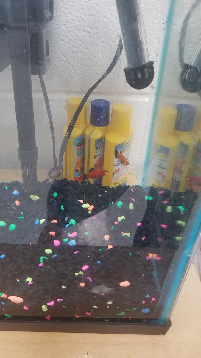 JessnEricL's tweet photo. After what felt like  a lengthy interview amd background check with Petco, the art room has fish! Been throwing names around-- Whiskers the catfish, JoJo, Fin and -- wait for it-- Aquaman or Jason Momoa!!
We have 2 girls and 1 boy... so u know what that could mean!! https://t.co/udOTUWYDx1