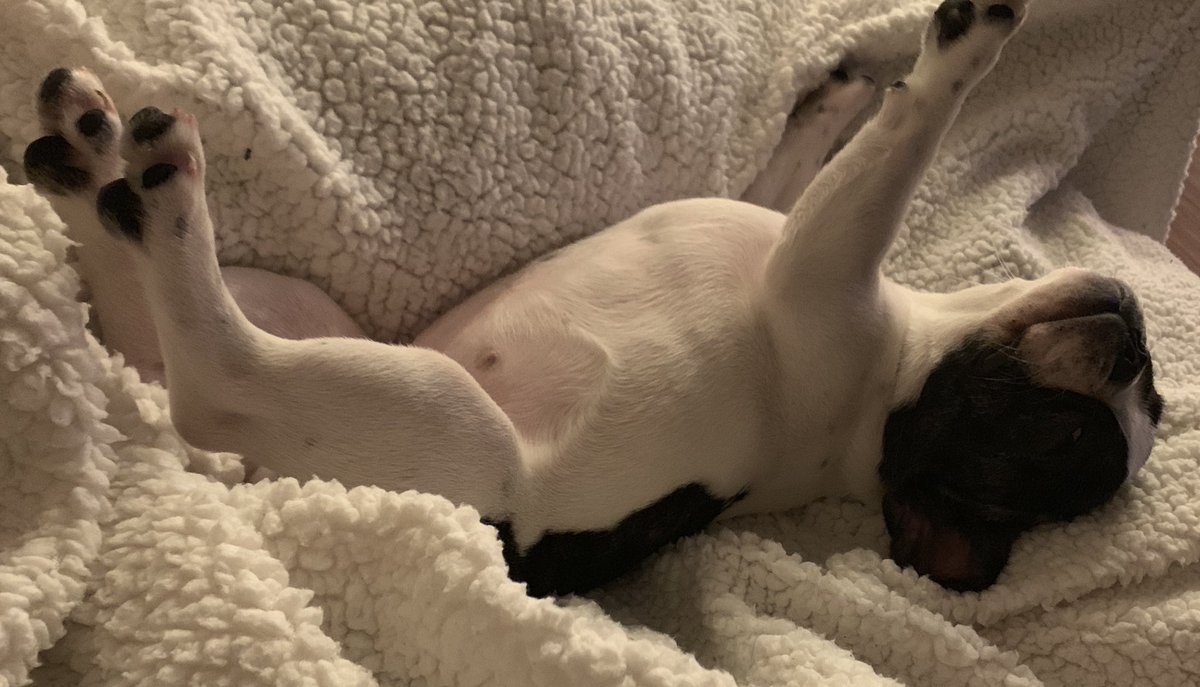 MikeOliviero's tweet photo. Honestly sheโs not dead FRIDAY just channeling her inner Snoopy. #ItsAlwaysFriday #frenchiedad #frenchies #frenchbulldog #puplife https://t.co/R1B0yC7KL3