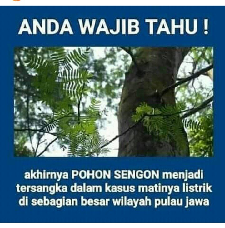 Meme Pohon Sengon