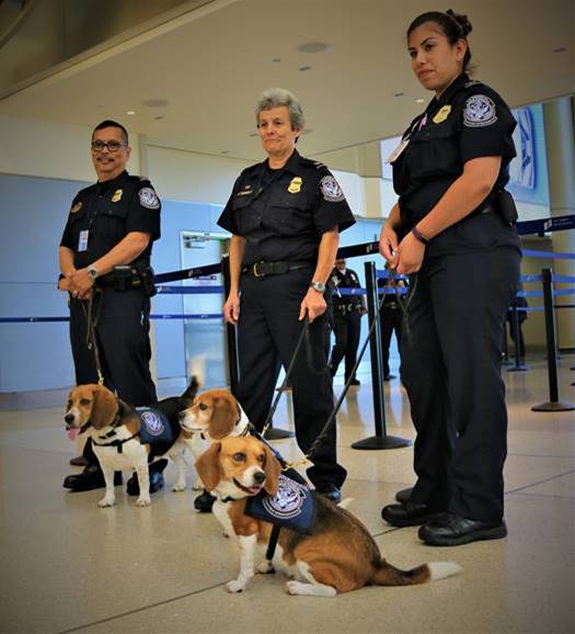 CBPLosAngeles's tweet photo. On National #WorkLikeADogDay, we celebrate some of the hardest working noses at @flyLAXairport - The #Beagle Brigade is extremely effective in detecting plant and animal diseases that pose a significant threat to US agriculture.
See News Release: https://t.co/aniRhWPpwz https://t.co/qnYRi4ccGv