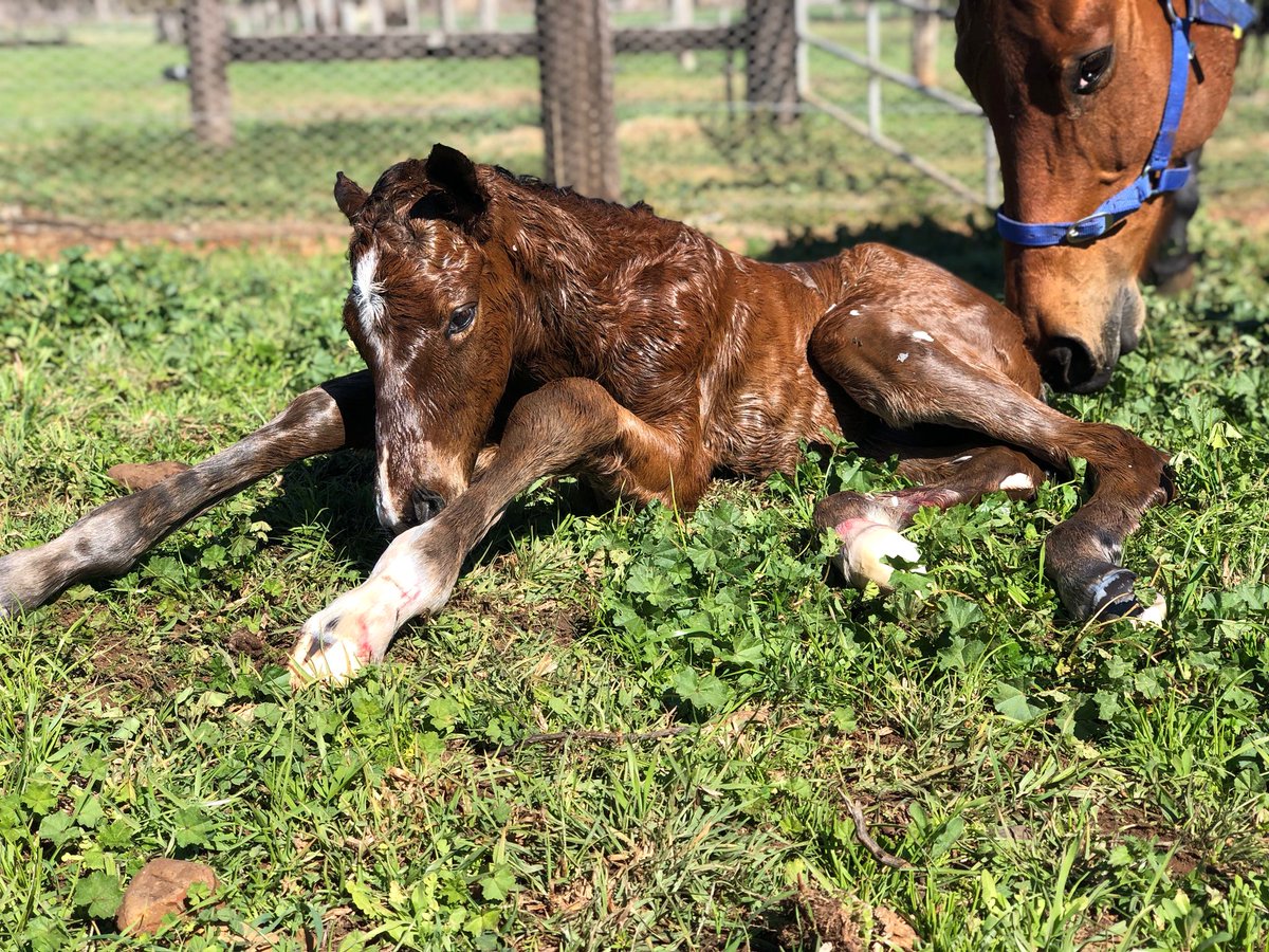 BhimaTBreds's tweet photo. Nothing like a midday foaling to get excited about especially when it is the first foal ever by young gun Pariah. How cute is this colt out of Dubawi mare Amerindia! https://t.co/Tqsbqcs739