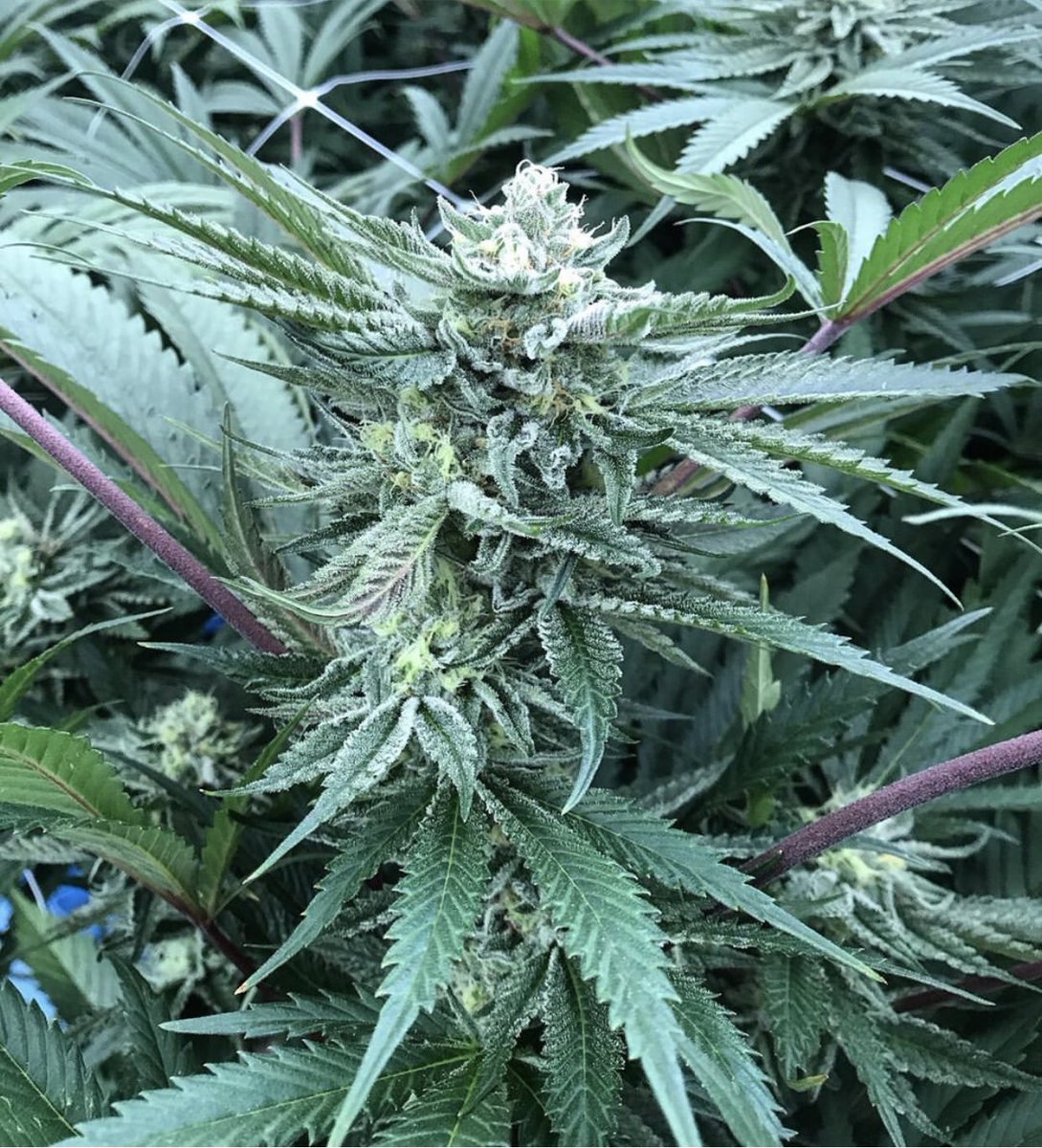 NewLeafFarms's tweet photo. #Mintchocolatechip is quite the spectacle!  She is #mysterycookies (mother) crossed with #greenribbonbx (father) and she has a very unique smell resembling minty ice cream! 🍦 🌱.. https://t.co/ZdXlAS6u8L