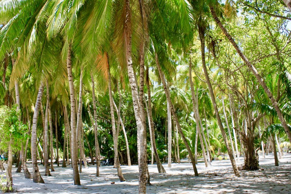 “Heylhi” - the beautiful palm trees between the last set of houses and the beach.  #ReethiRaajje  #HAUtheemu