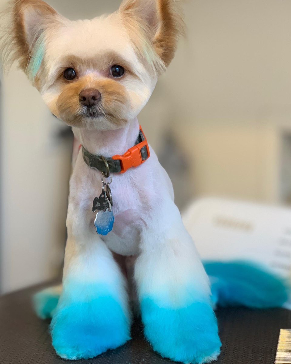 dogfashion1's tweet photo. Deeenooo!!! #mobilegrooming #dog #dogs #grooming #doggy #pup #puppies #dyeblue #opaws @AndisCompany @DogsTrust https://t.co/v6OWswcPOg