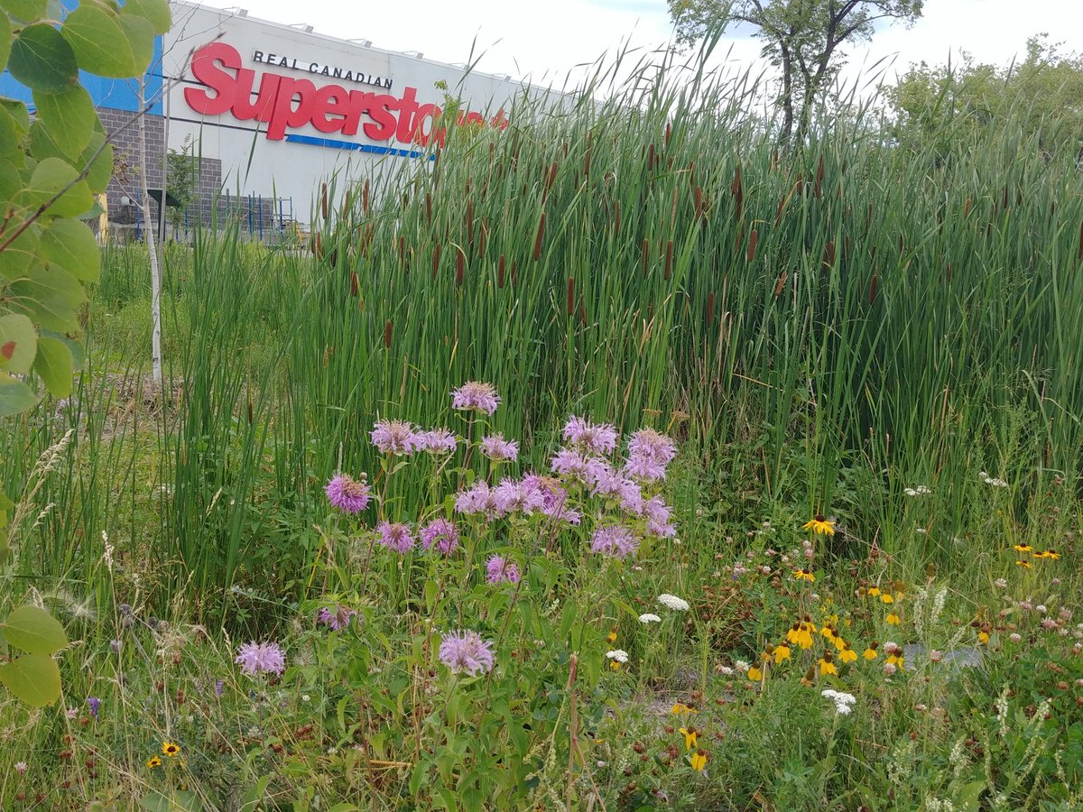 theseinetoday's tweet photo. New @SaveOurSeine #landcare events

Aug 6, 9–11am @ Wildflower Meadow by Villas on the Seine 1185 St Anne’s
Park Creek Bend Rd. walk N

Aug 8,  6:30–8:30pm @ Rain Garden 215 St Anne's
Park SW of Superstore

Aug 8, 6:30–8:30pm S. of Royalwood Bridge
Park Southglen Ctr/No Frills https://t.co/b5q1NuguF9