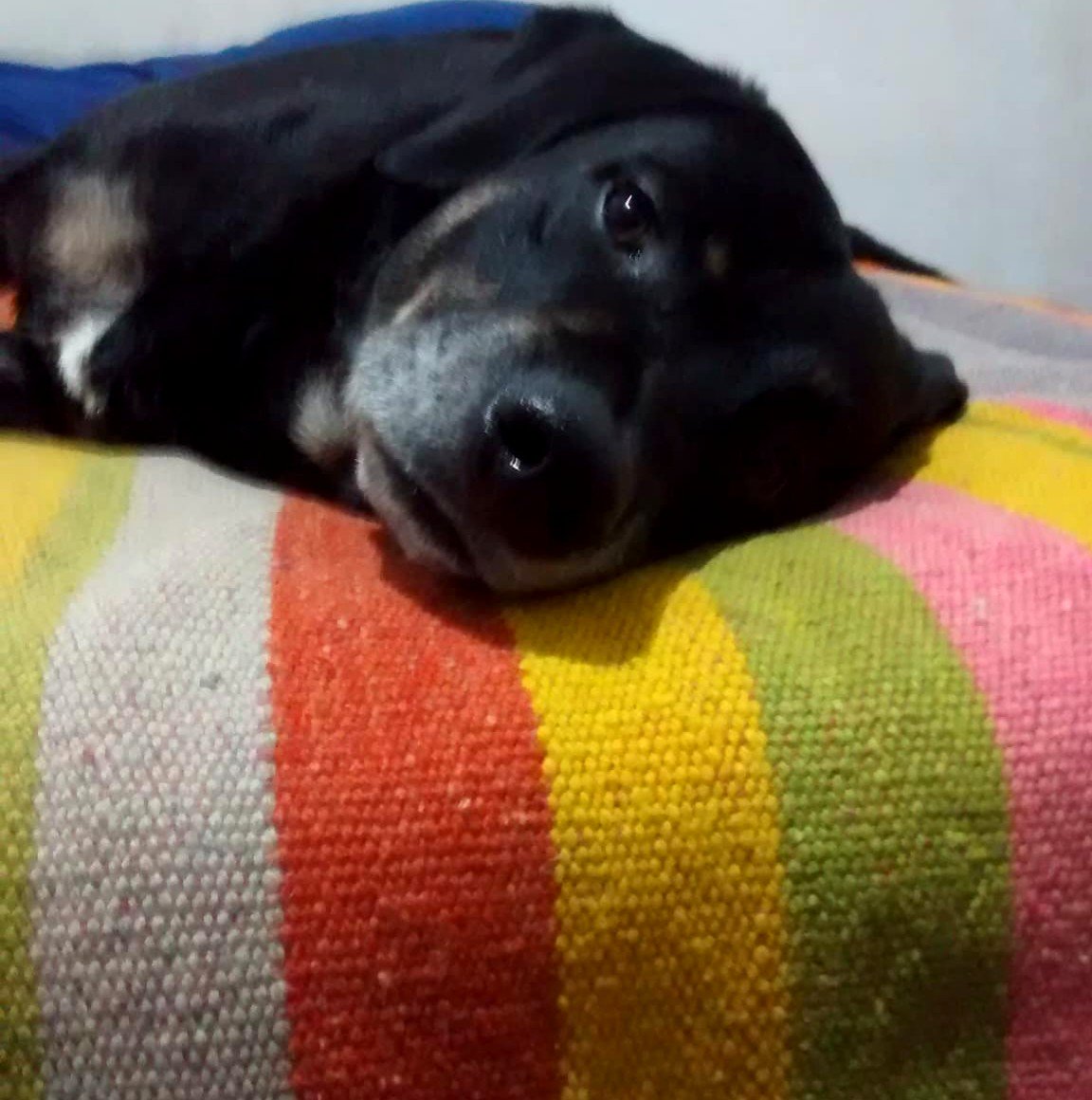 exagereando's tweet photo. Terminando el lunes con mucho sueño ♥️🐾 #pappo #negrofeo 😛 https://t.co/B414SdPn4e
