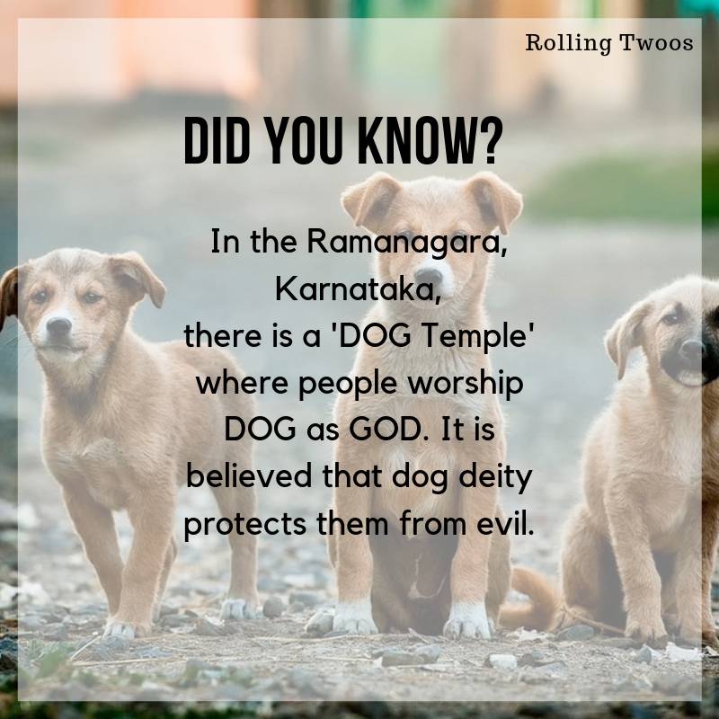 RollingTwoos's tweet photo. If you are a dog lover, you must travel to Karnataka to visit this temple.
.
.
.
.
.

.
 
#didyouknow #wtffacts #funfacts #travel #doglover #dog #temple #god #karnataka #ramanagara #faith #travel #travelIndia #info #roadtrip #religion #evel #animal. #love #rollingtwoos https://t.co/bCcmAAf7j1