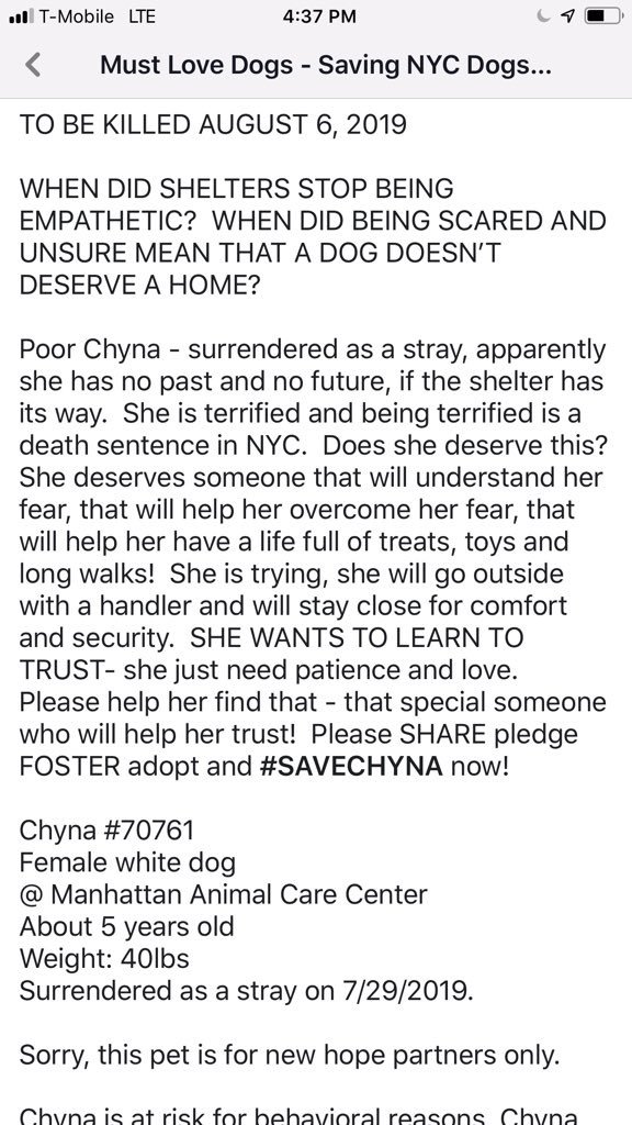 KeithOlbermann's tweet photo. CHYNA IS THAT RARE STRAY WHO’S GETTING LESS SCARED IN THE SHELTER. SHE STILL DIES TOMORROW. She is still terrified. She barks and cowers. She is slowly trusting yet without our pledges to find a Rescue via @chortletown they’ll kill her. PLEASE RT CHYNA!https://t.co/28zoUrkGFT https://t.co/yakrKJujWa