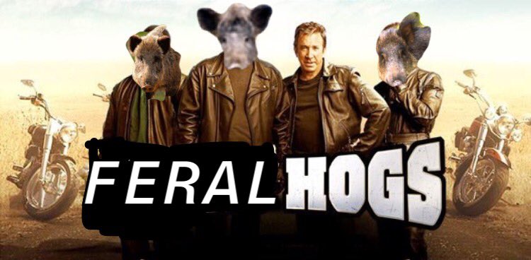 TimAllenPics's tweet image. Trust me, it won’t take this feral hog 3-5 minutes