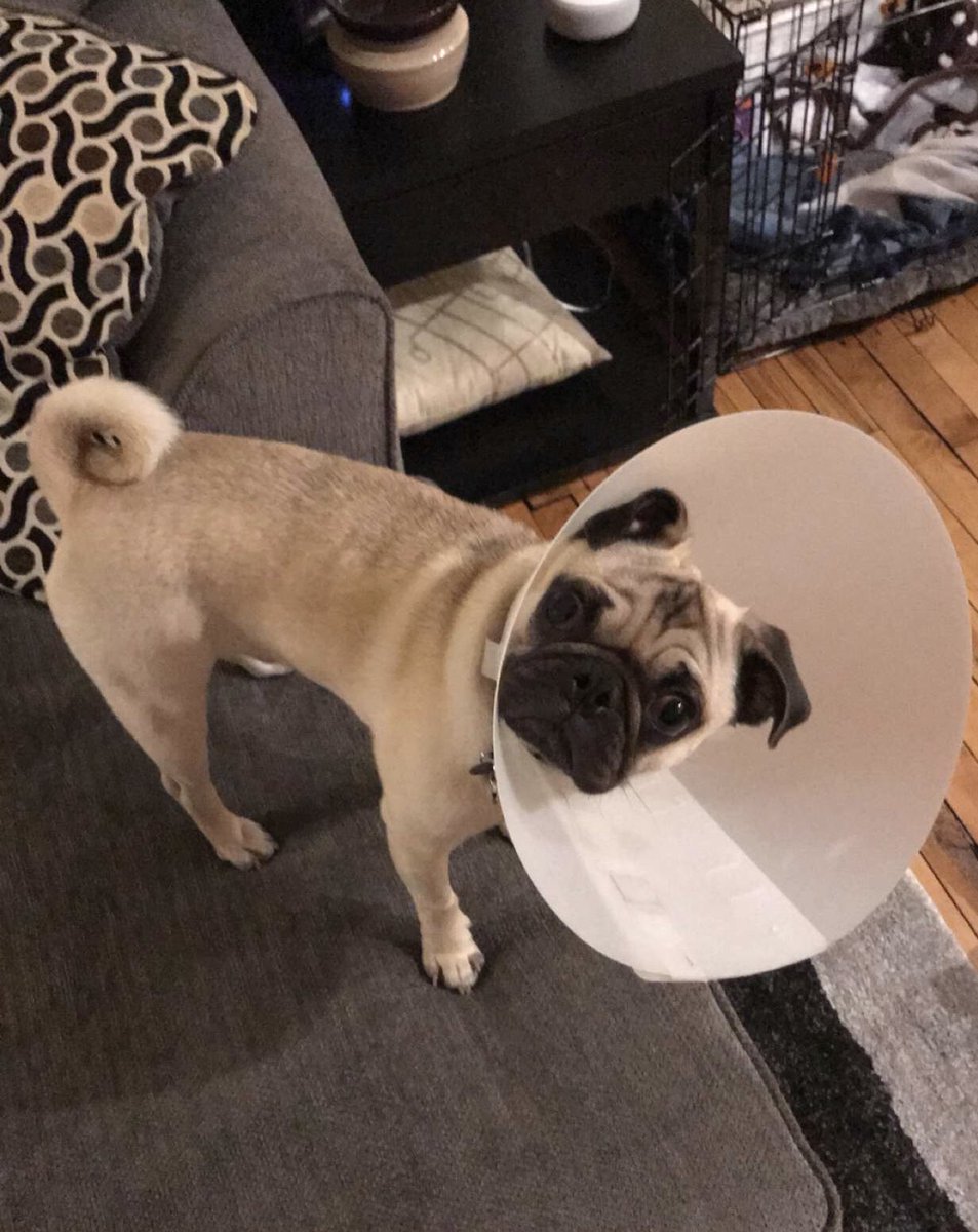 Zoretich197's tweet photo. Happy 1st birthday to my puggo Reginald T. Puggensworth. He may be a shitbean but we have fun. https://t.co/M8kpolzznF