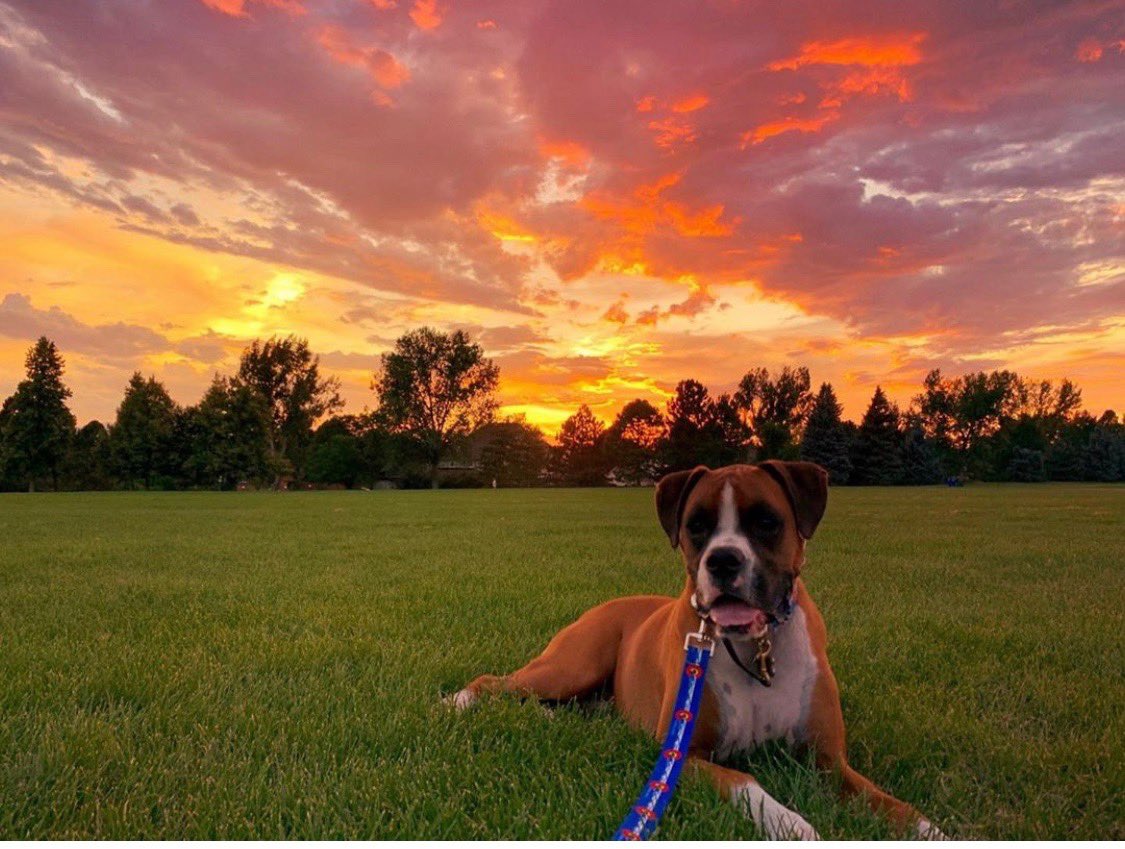 Tonight’s sunset. 🌄 Photo taken by my daughter.