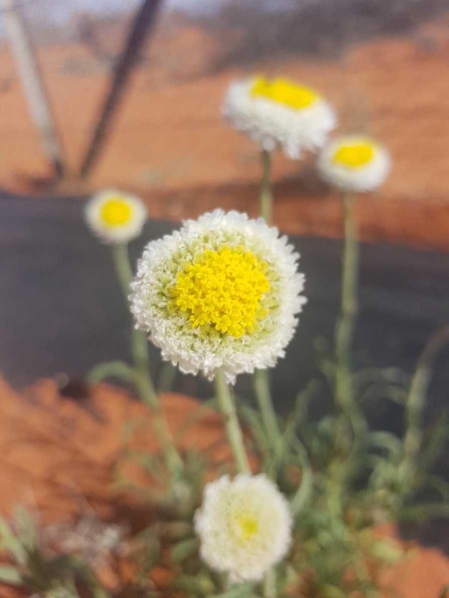 EcologyKat's tweet photo. @GeorgieNeave @AridRecovery Some more hopeful daisies 🌼 https://t.co/LrmzfYrkiK