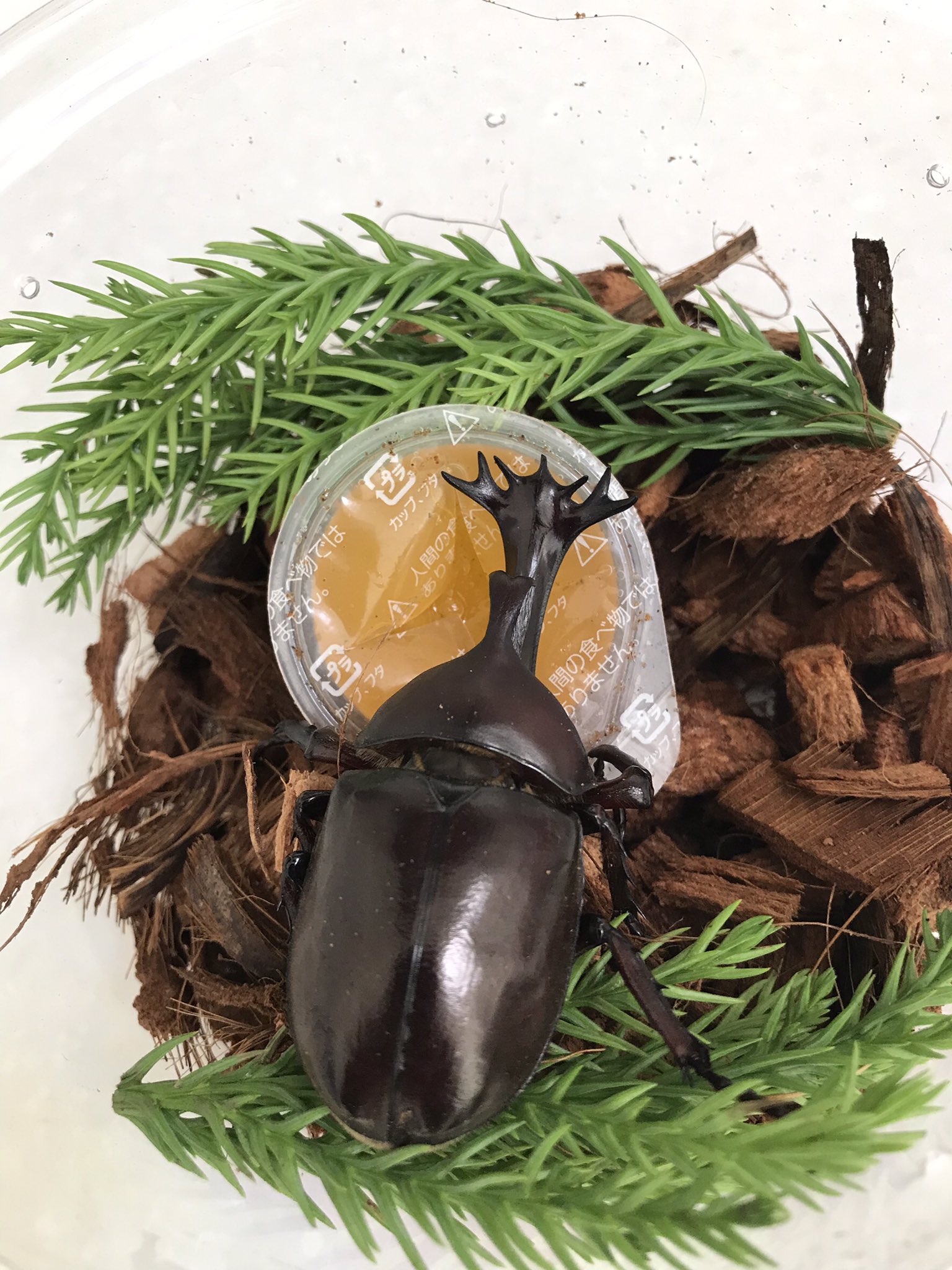哀川 翔 Show Aikawa キングカブトムシ 明日から東京スカイツリー 大昆虫展にて展示予定 9月1日まで です 是非 実物を 哀川 翔 Show Aikawa キングカブトムシ 明日から東京スカイツリー 大昆虫展にて展示予定 9月1日まで です 是非 実物を