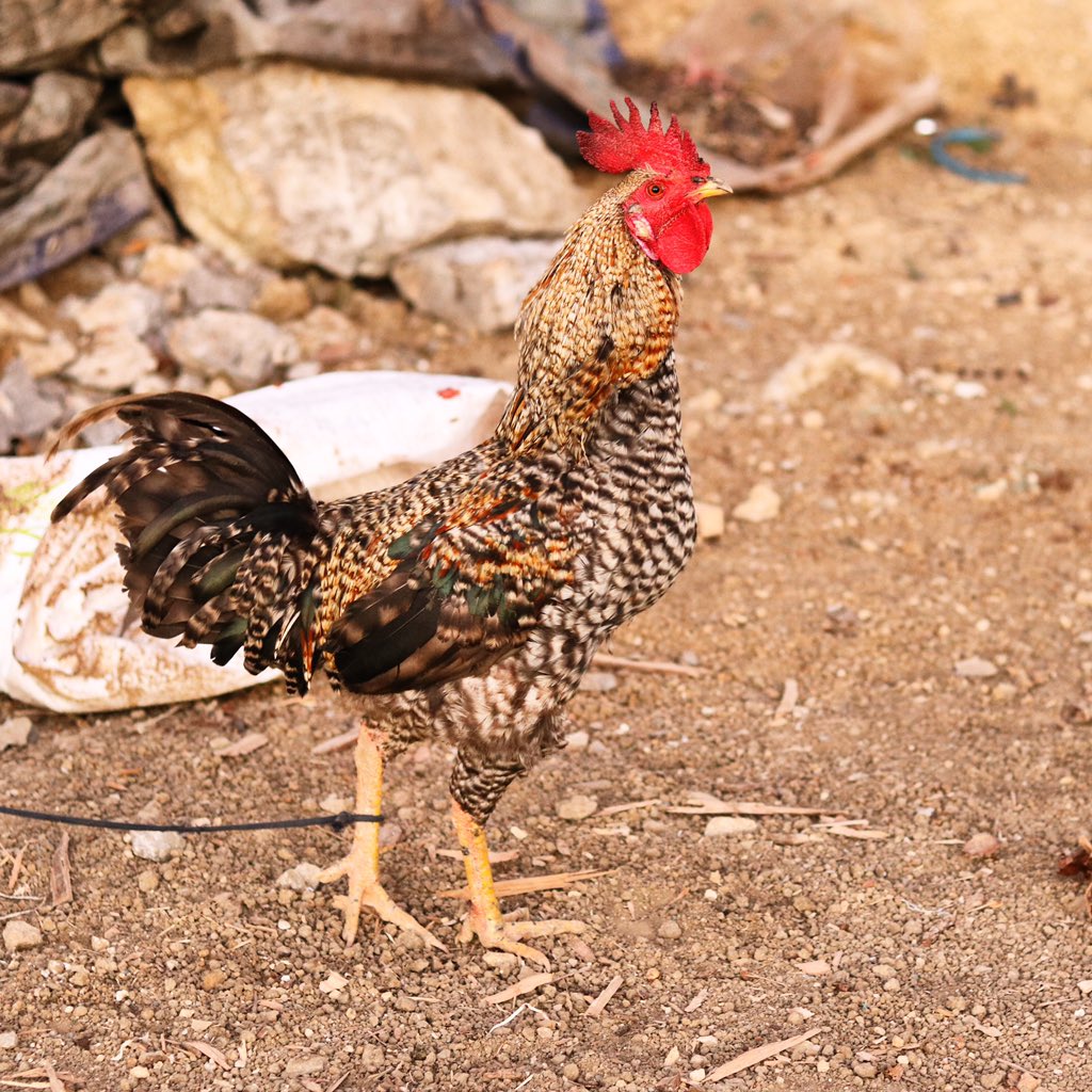 _positive_media's tweet photo. Up with the early birds this morning π And travelling with three chickens in a box in the back of the car! Timor style!
#Atsabe #TimorLeste #ExploreTheUndiscovered
@Dili_Matt @tanushrao @halfnom @KCintheNYC @a_faulconbridge @vilisonim @wiles118 @TOMAKTimorLeste @EngagingDev https://t.co/BHHPEtDcry