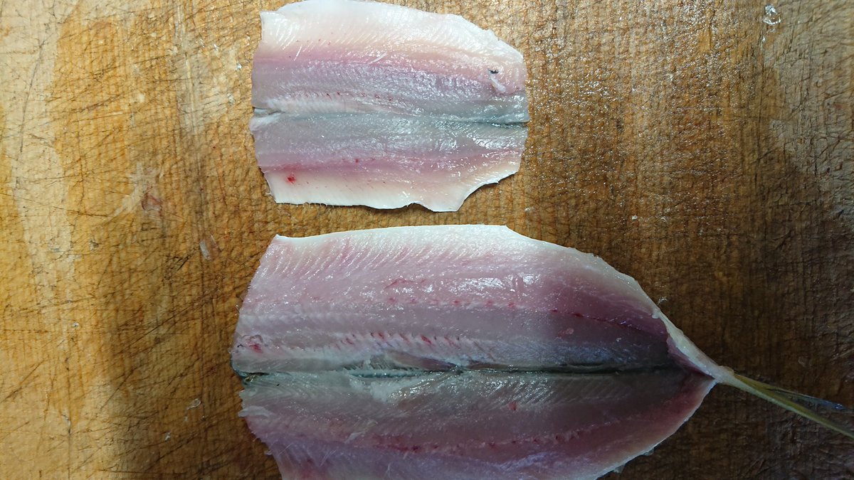 ajisai_takumi's tweet image. こはだとしんこ

＃こはだ

＃しんこ