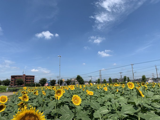 東京 夏休みに出かけたい ひまわり畑の名所 穴場スポット10選 東京イベントプラス 親子で楽しいお得な週末お出かけ情報