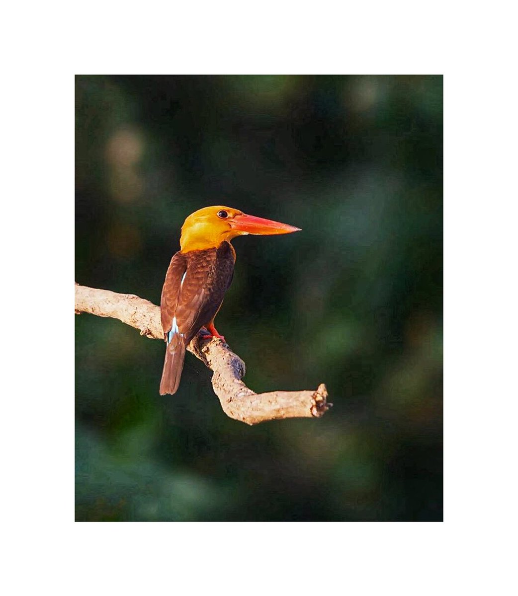 VisitKendrapada's tweet photo. Say Hello to the Brown Winged Kingfisher At #Bhitarkanika
#wildlife #birds #VisitKendrapada #tourism #sanctuary #photography #Odisha #travel #kingfisher #exoticcreatures
๐ธ jungle.chronicles/IG https://t.co/K7Y7FWhpPA